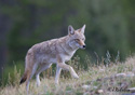 Canis latrans